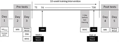 Influence of Oral Contraceptive Use on Adaptations to Resistance Training